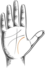 A hand with the life line highlighted
