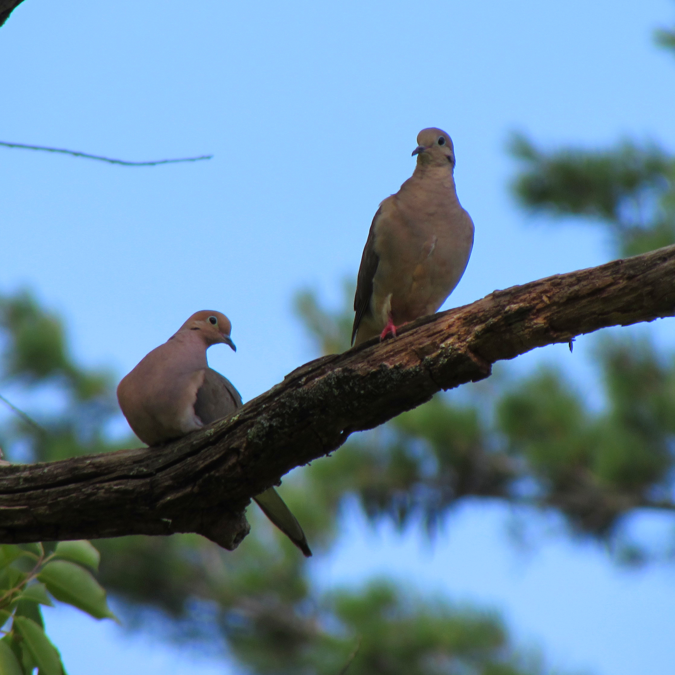 Two Mourning Doves sitting in a tree