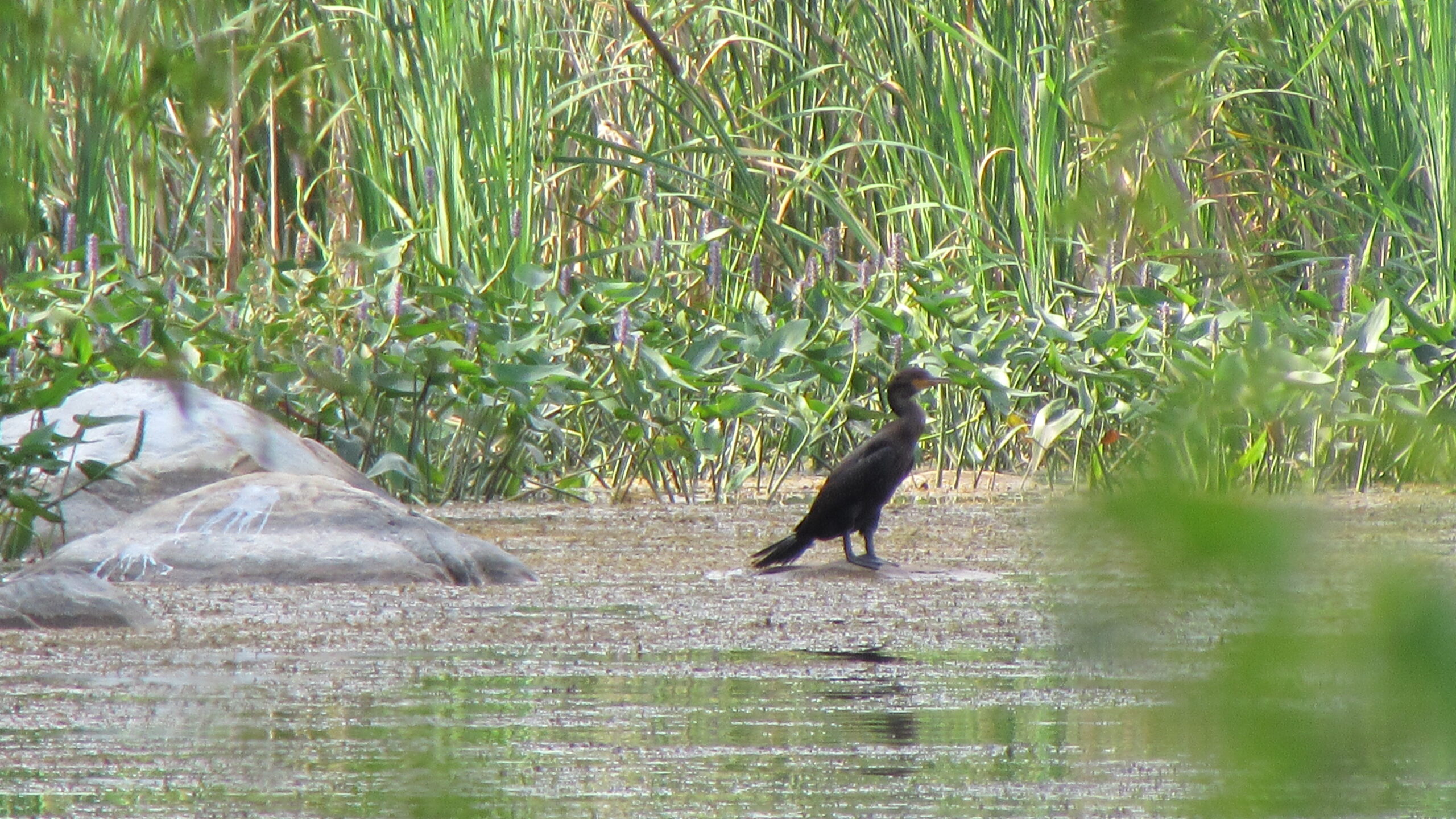 A Double-crested Cormorant wading in a swamp.